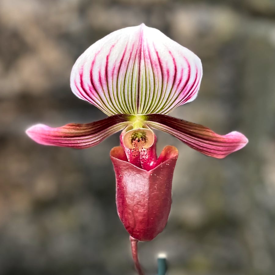 Paphiopedilum barbatum var nigritum, blomma