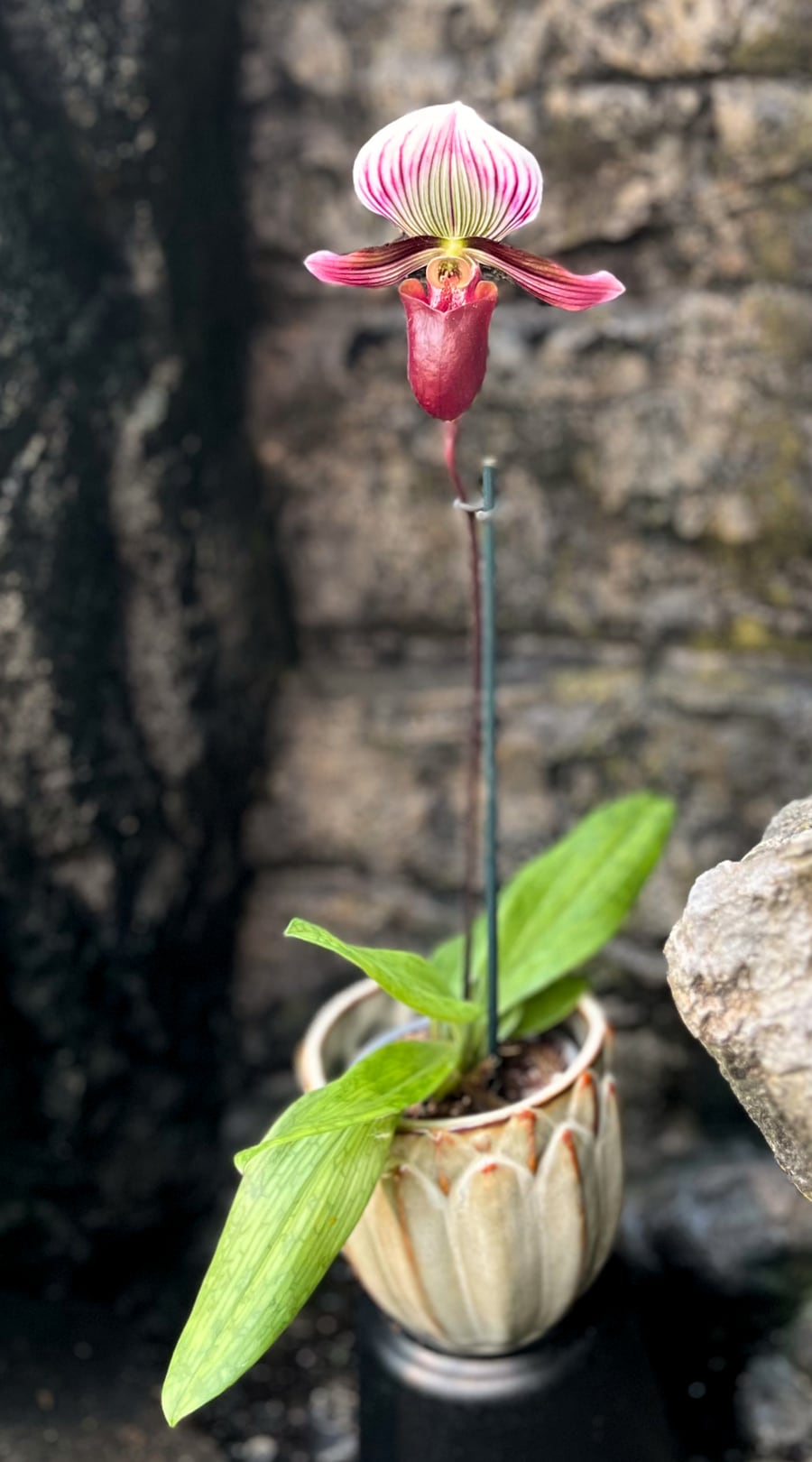 Paphiopedilum barbatum var. nigritum - Bild 3