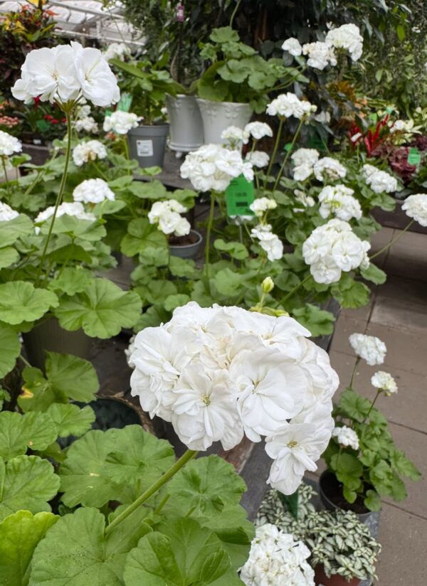 Pelargon Prinsessan Karla, blommande