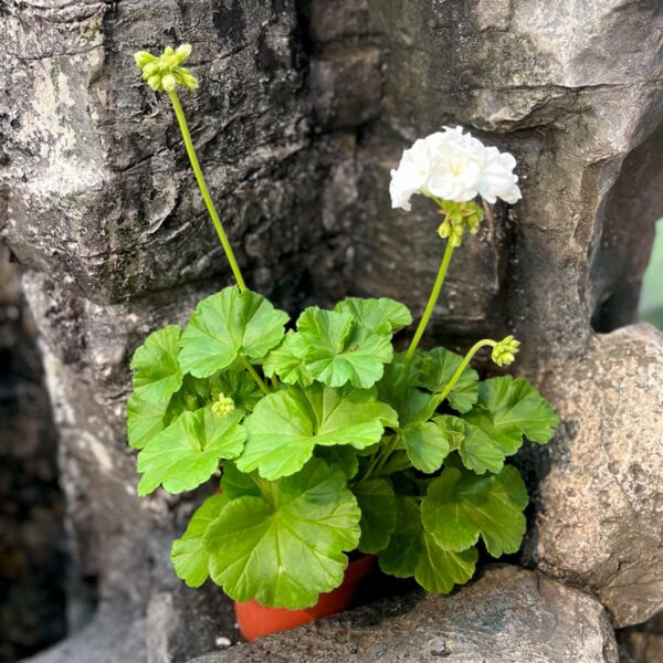 Pelargon Prinsessan Karla, blommande planta