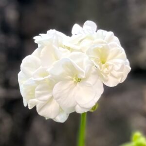 Pelargon Prinsessan Karla, blommor