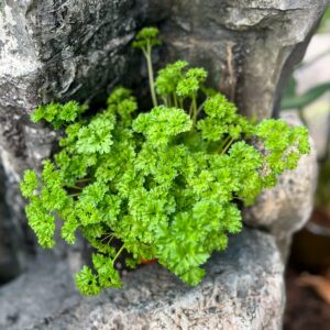 Petroselinum crispum var. crispum, extra stor planta