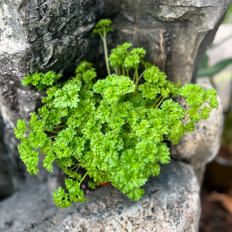 Petroselinum crispum var. crispum, extra stor planta