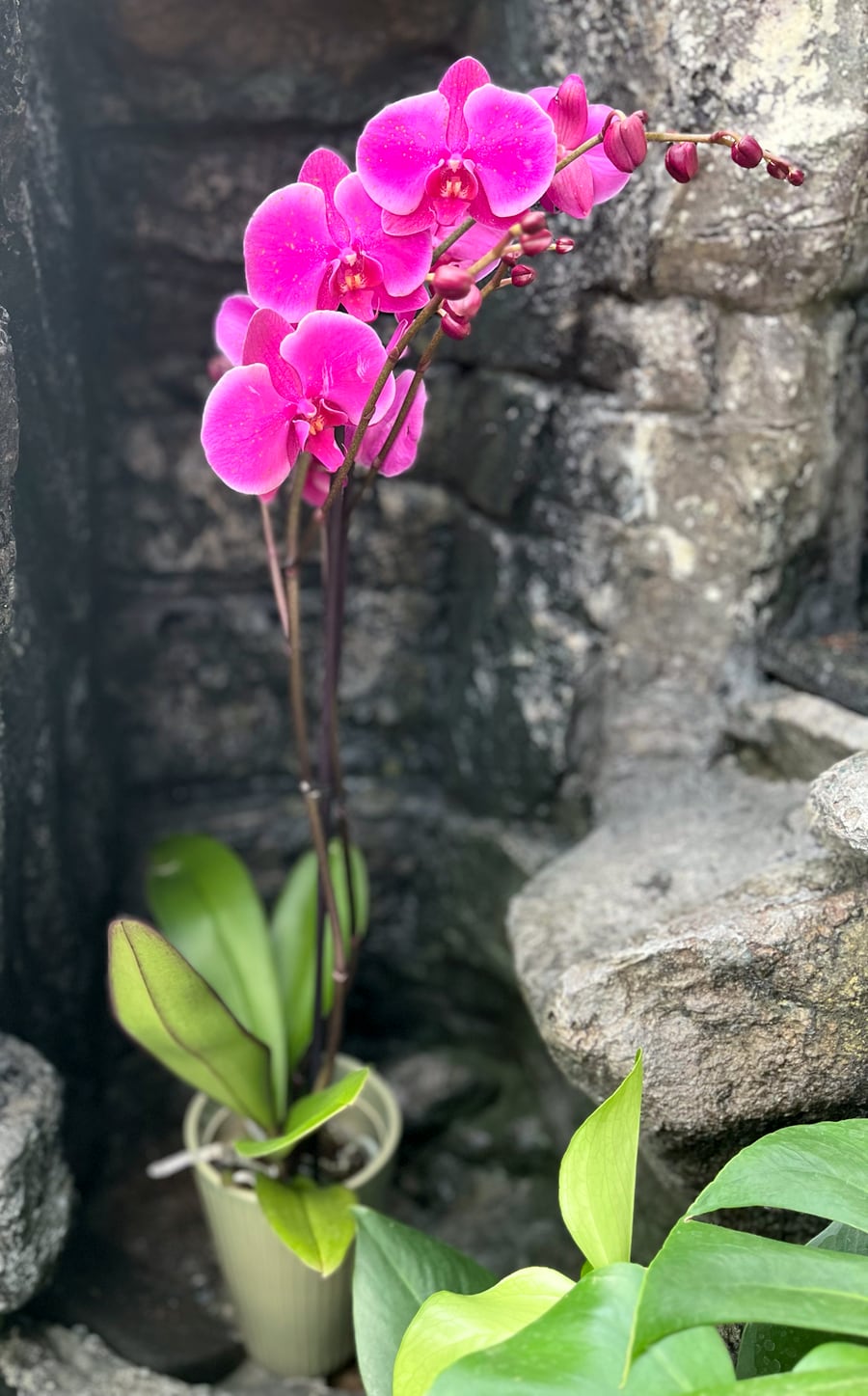 Phalaenopsis Anthura Johannesburg, blommande planta