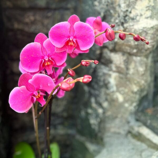 Phalaenopsis Anthura Johannesburg, blommor