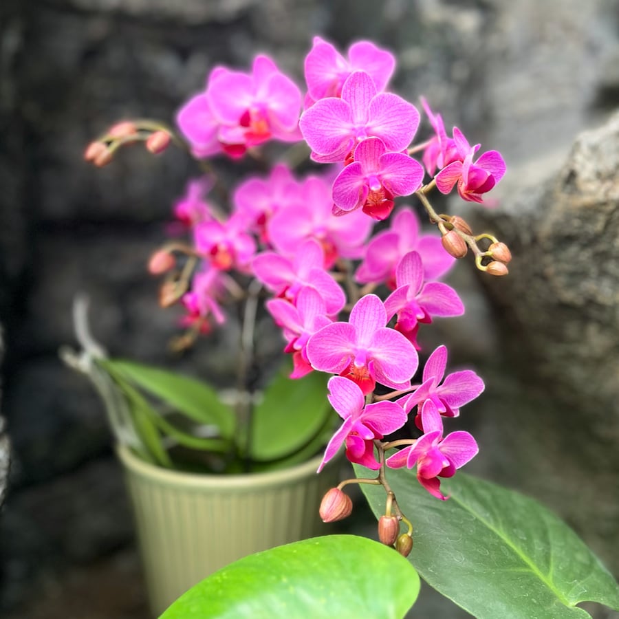 Phalaenopsis Anthura Stuttgart, blommor