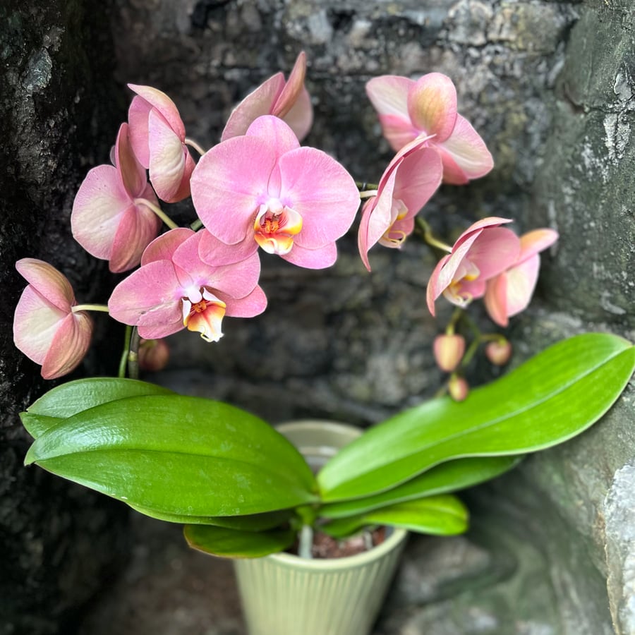 Phalaenopsis Antico, blommande planta