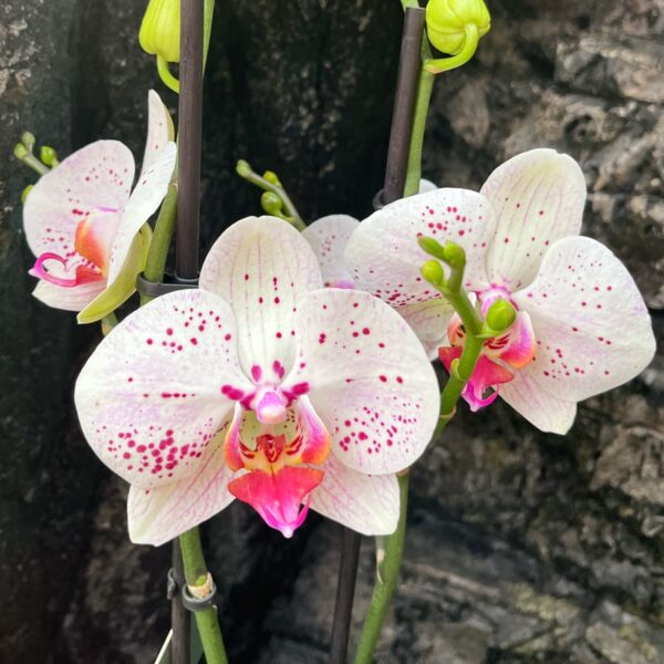 Phalaenopsis Bohemian Goya, blommor