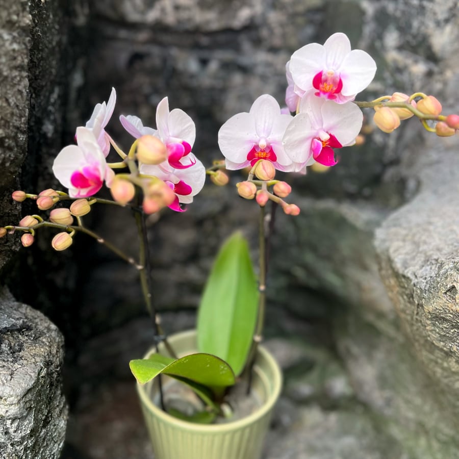Phalaenopsis Cadi, blommande planta