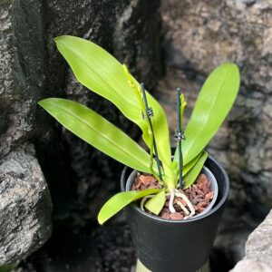 Phalaenopsis Dora Blue, blad och stänglar