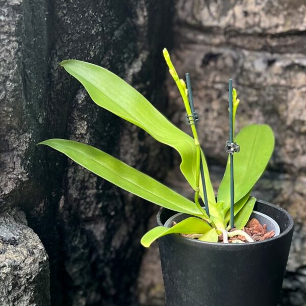 Phalaenopsis Dora Blue, i knopp