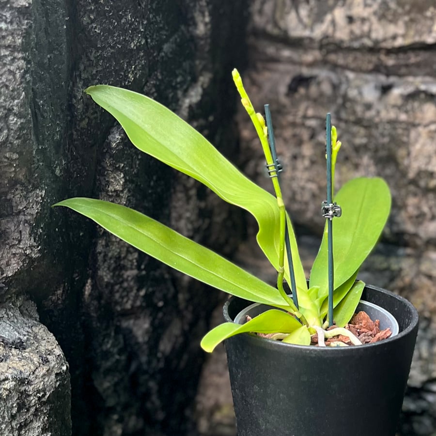 Phalaenopsis Dora Blue, i knopp