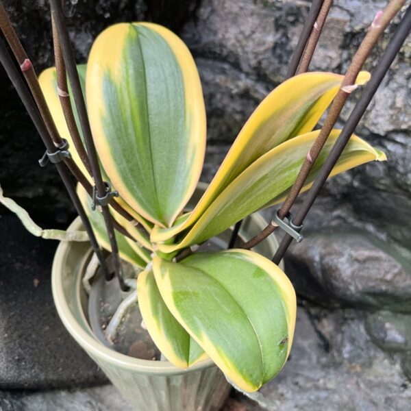 Phalaenopsis Hornglin Vicky, blad