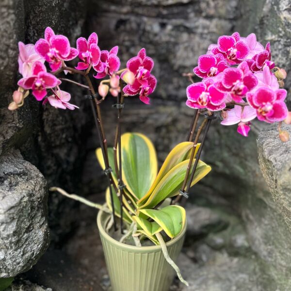 Phalaenopsis Hornglin Vicky, blommande planta