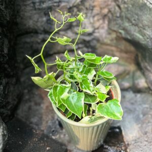Senecio macroglossus, blad