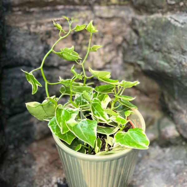 Senecio macroglossus, större ung planta