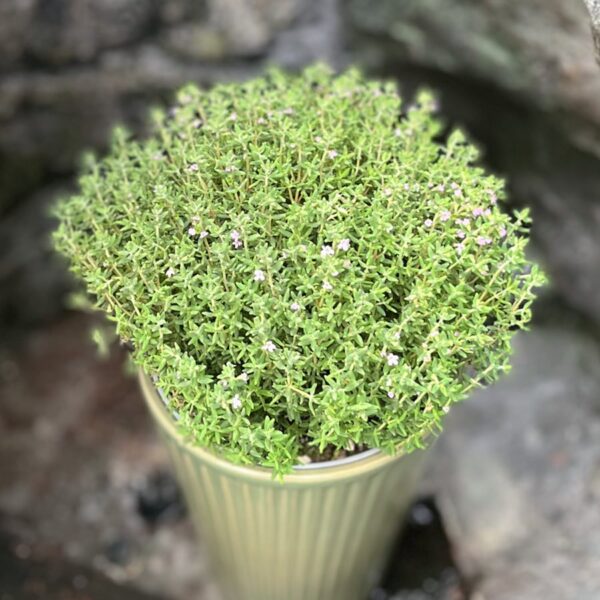 Thymus vulgaris, blad och blommor
