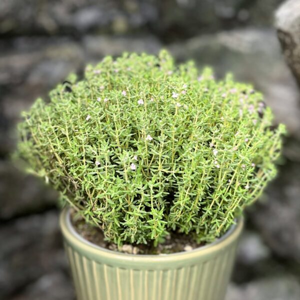 Thymus vulgaris, stor nog att skörda