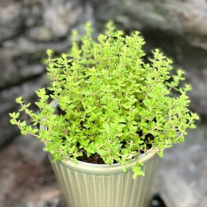 Thymus × citriodorus, stor nog att skörda