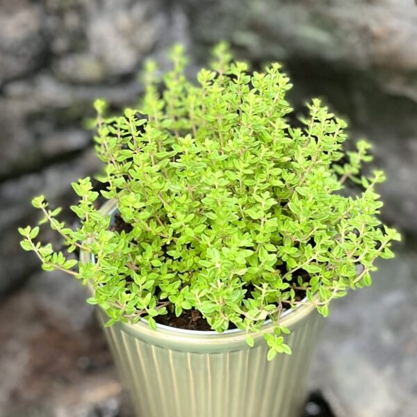 Thymus × citriodorus, stor nog att skörda