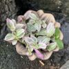 Tradescantia zebrina 'Rosa Sunshine', blad