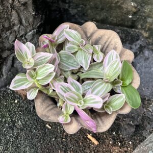 Tradescantia zebrina 'Rosa Sunshine', blad