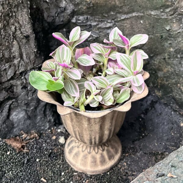 Tradescantia zebrina 'Rosa Sunshine', ung planta