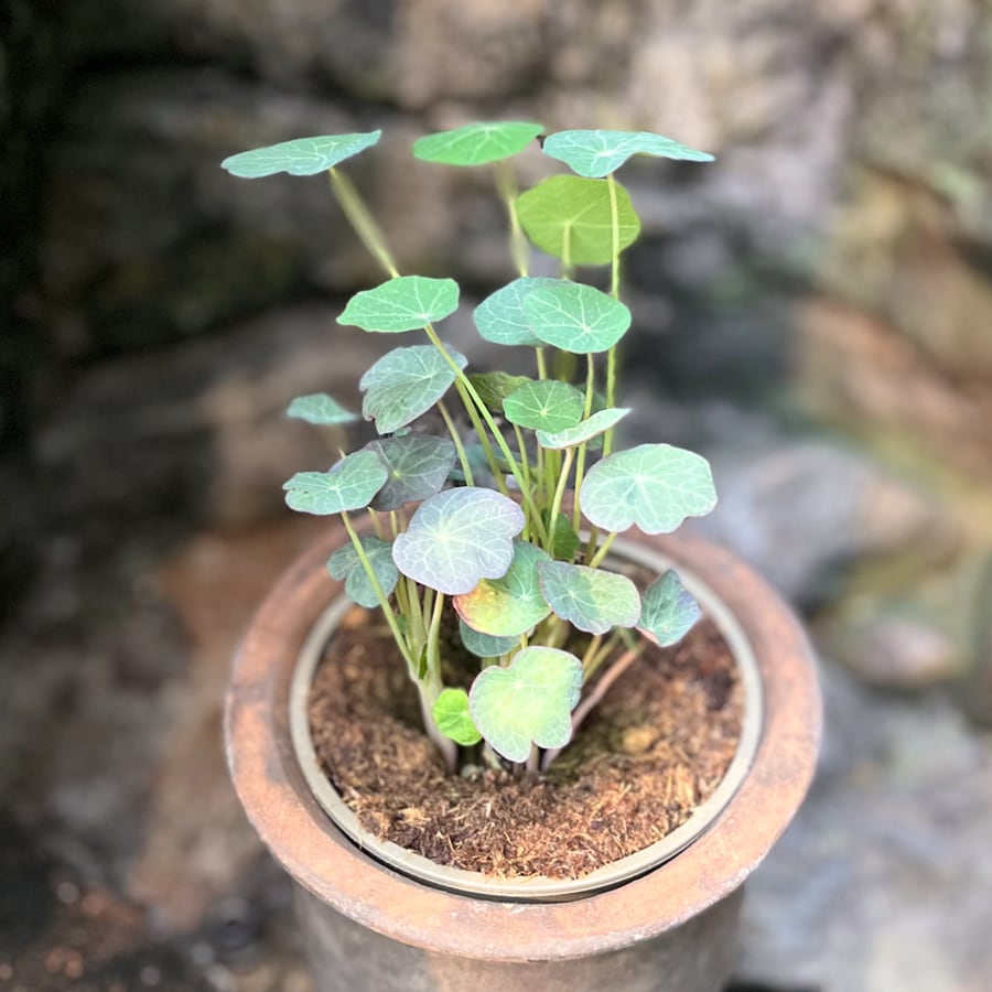 Tropaeolum majus, blad
