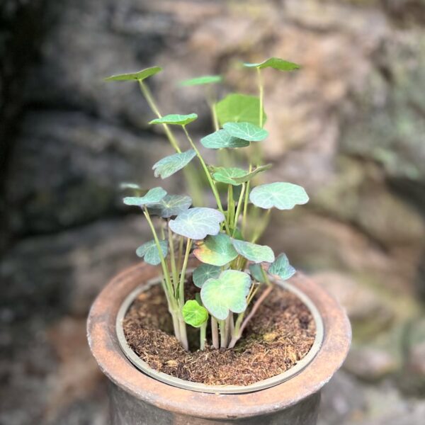 Tropaeolum majus, ung planta