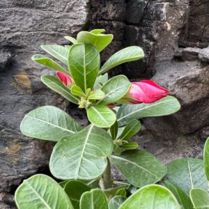 Adenium obesum, röd, knoppar