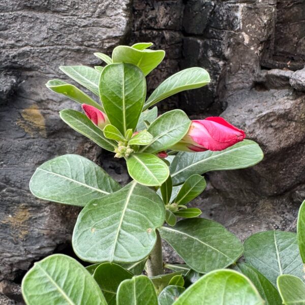 Adenium obesum, röd, knoppar