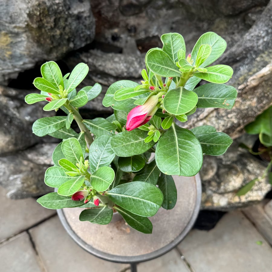 Adenium obesum, röd, knoppig