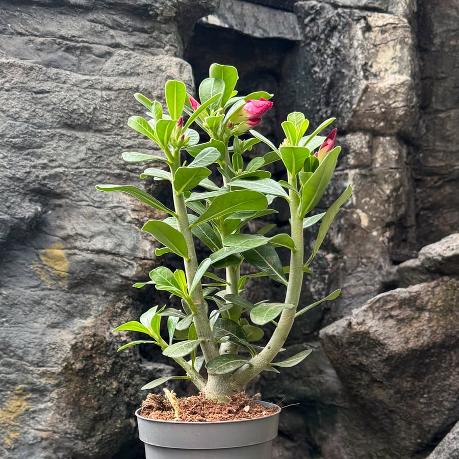 Adenium obesum, röd, knoppig