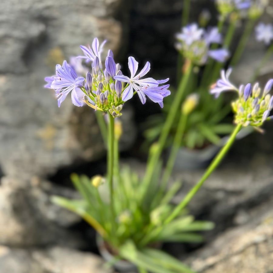 Agapanthus Azurro - Bild 3