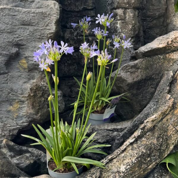Agapanthus Azurro, blommande planta