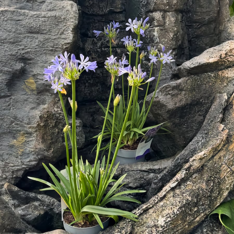Agapanthus Azurro, blommande planta