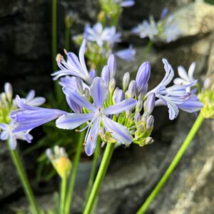 Agapanthus Azurro, blommor