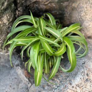 Chlorophytum comosum 'Bonnie', blad