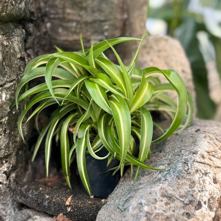 Chlorophytum comosum 'Bonnie', vuxen planta