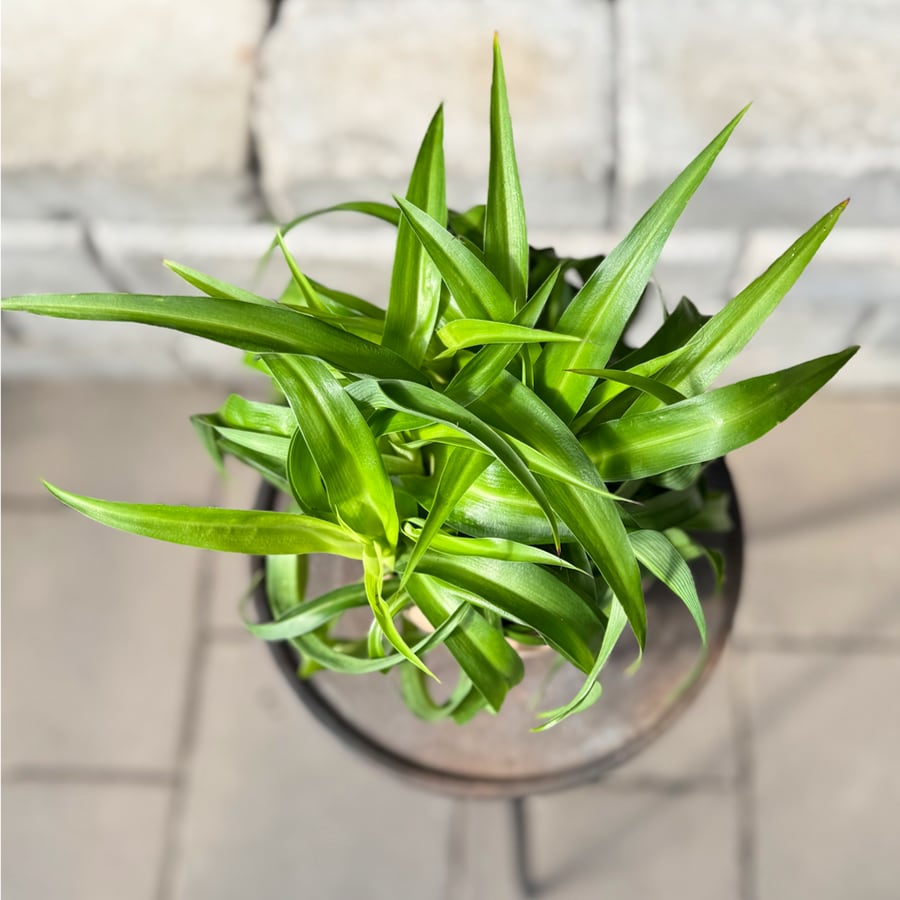 Chlorophytum comosum 'Green Bonnie', uppifrån