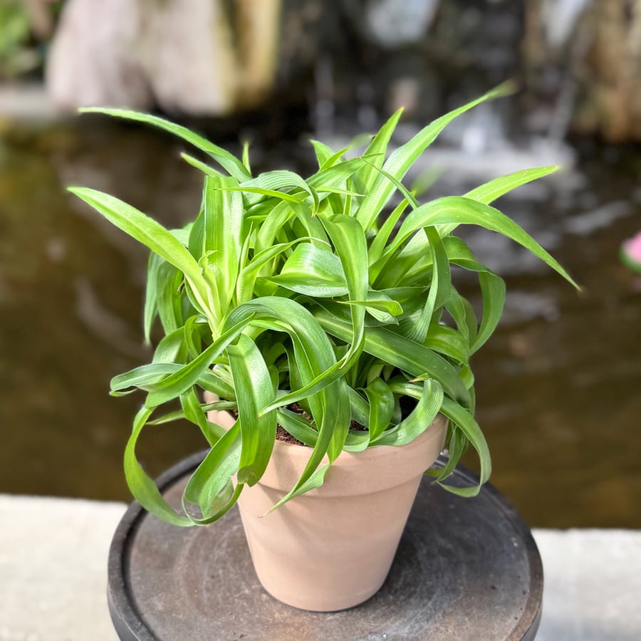 Chlorophytum comosum 'Green Bonnie', vuxen planta