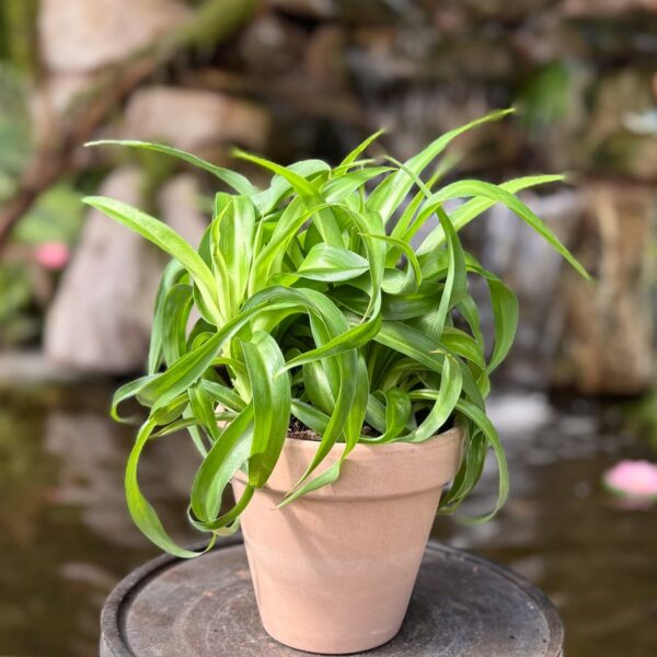 Chlorophytum comosum 'Green Bonnie', vuxen planta