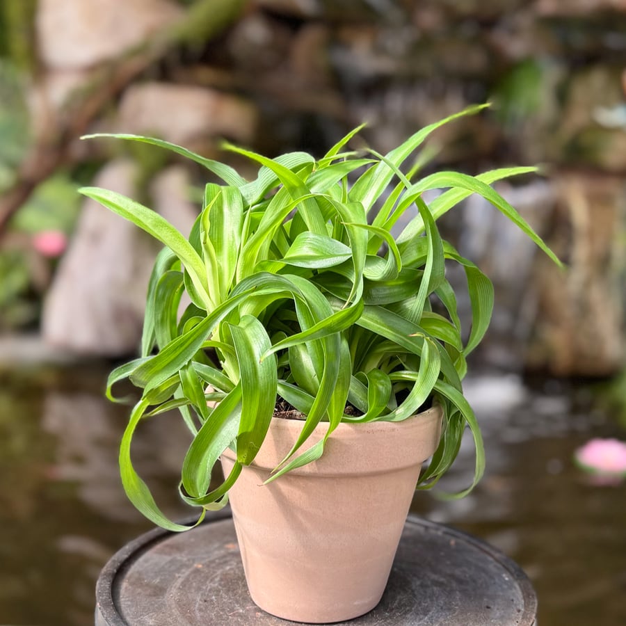 Chlorophytum comosum 'Green Bonnie', vuxen planta