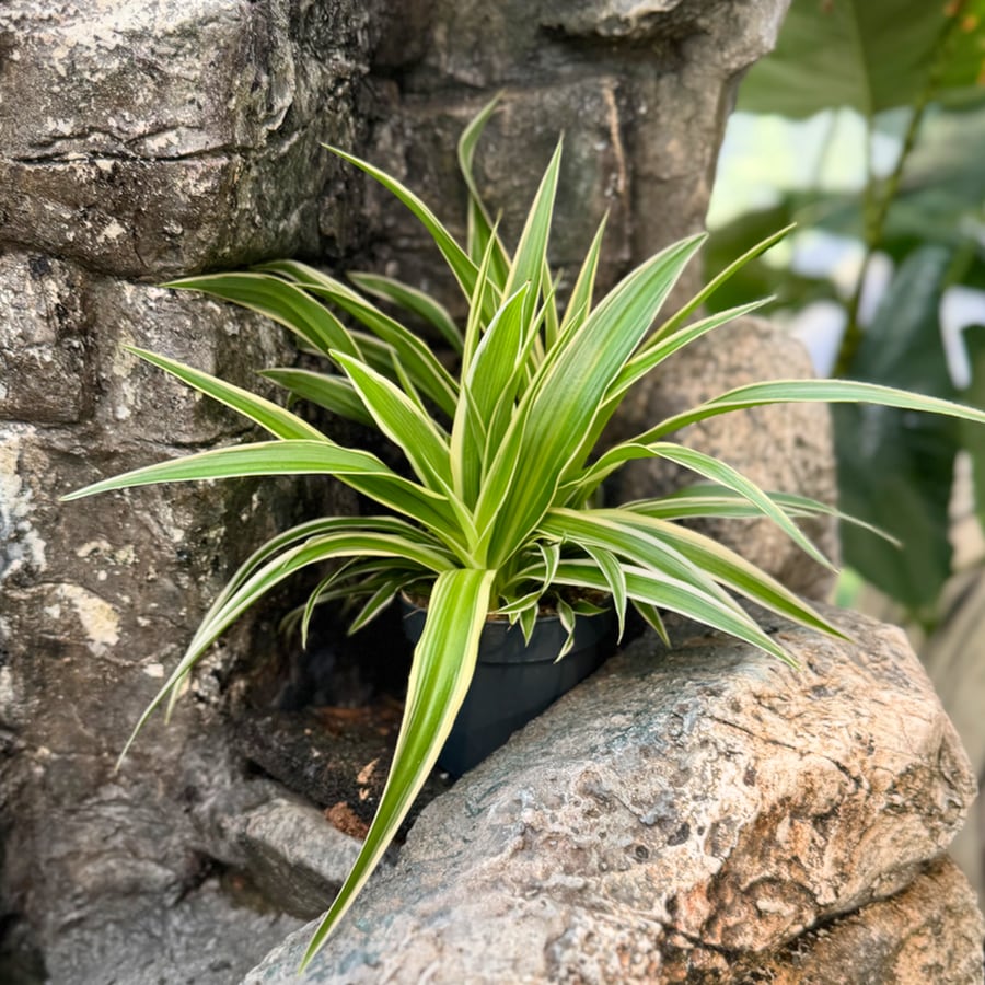 Chlorophytum comosum 'Ocean', blad