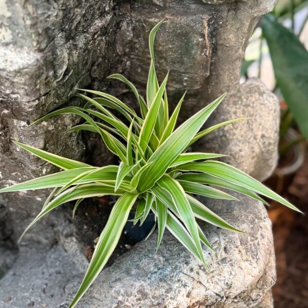 Chlorophytum comosum 'Ocean', uppifrån