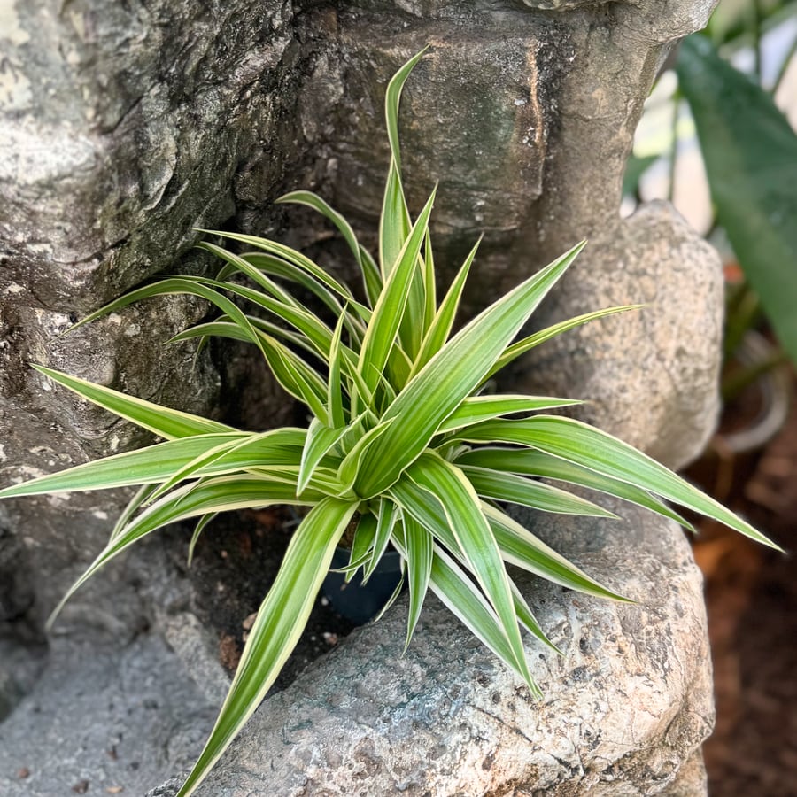 Chlorophytum comosum 'Ocean', uppifrån