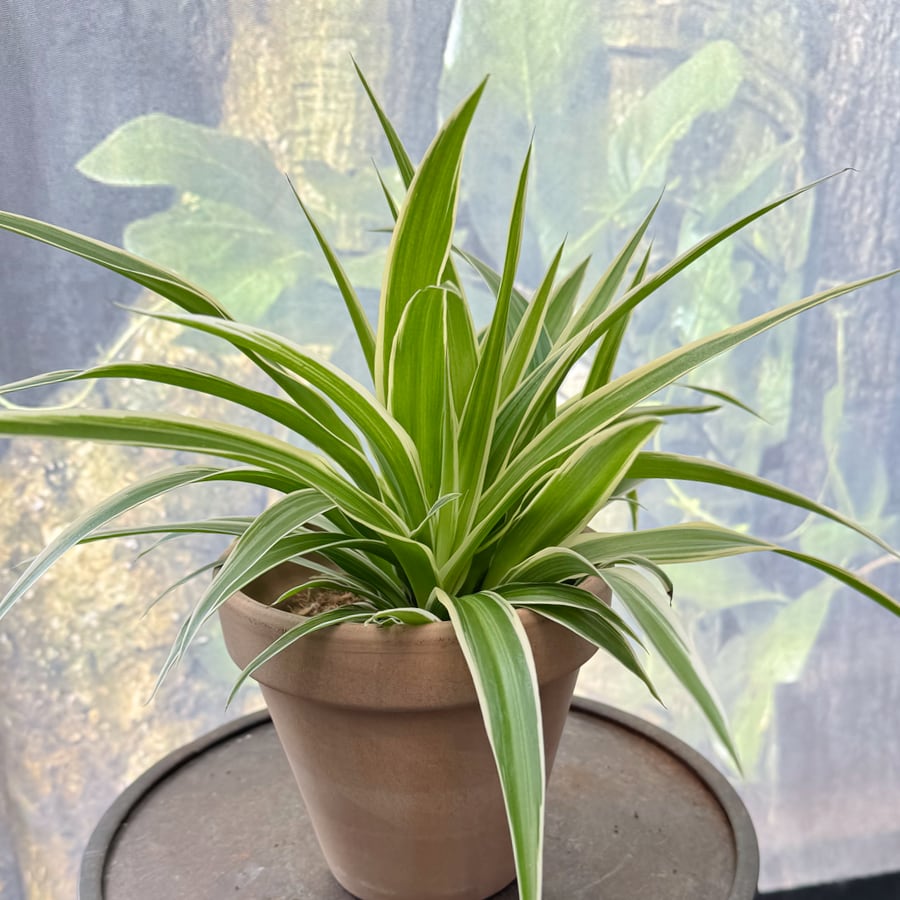 Chlorophytum comosum 'Ocean', vuxen planta
