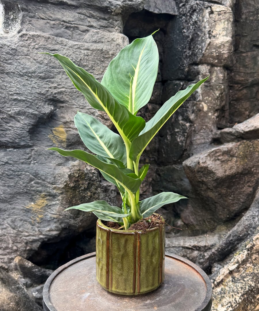 Dieffenbachia seguine 'Green Magic', vuxen planta