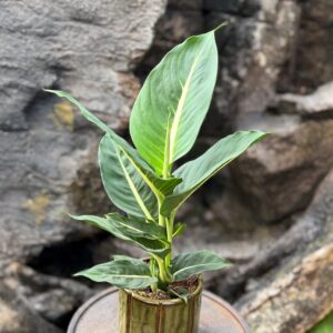 Dieffenbachia seguine 'Green Magic', vuxen planta