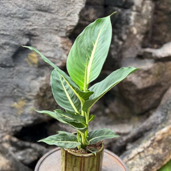 Dieffenbachia seguine 'Green Magic', vuxen planta